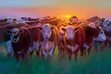Colt Idol, Where the Green Grass Grows, oil on canvas