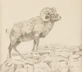 Tucker Smith, Big Horn, charcoal