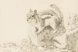 Tucker Smith, Squirrel, charcoal