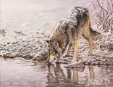 Guy Coheleach, Sugar Creek - Wolf, oil on canvasboard