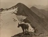Mountain Goat by T. J. Hileman, photograph Verso: Hileman Sticker, Kalispell, MT. $600-800 Provenance: Private C, offered Mar 2023