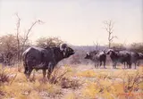 Francois Koch, Khulukhulu (Water Buffalo in Masai), oil on canvasboard