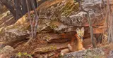 Guarding the Den by Ed Aldrich, oil on board, offered Mar 2023