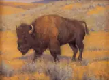 John Demott, October Bison