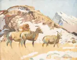 Robert Lougheed, Bighorn Sheep, oil on illustration board