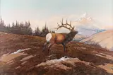 C.R. Cheek, Bull Elk, oil on canvas