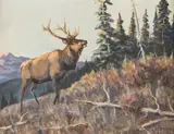 Les Peters, Elk, oil on canvasboard