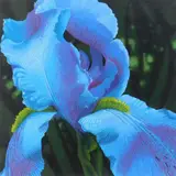 Dean Drahos, Iris Transient, acrylic on canvas, 1997
