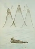 Keiko Minami, Mountains & Bird