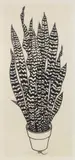 Jacques Hnizdovsky, Sansevieria, woodcut, 1973