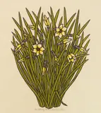 Jacques Hnizdovsky, Narcissus II, woodcut with hand-coloring, 1973