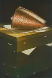 Michel Estebe, Coquillage mezzotint in colors, 2010, mezzotint