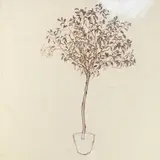 Harry Schwalb, Study for Weeping Fig, ink and gouache on paper