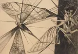 Walter Rogalski, Locust, engraving, 1954