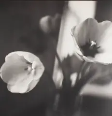 Dorothy's Tulips by Bruce Cratsley, 1993, photograph, offered Nov 2024