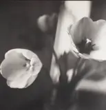 Bruce Cratsley, Dorothy's Tulips, 1993, photograph