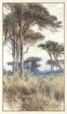Onorato Carlandi, Pineta...