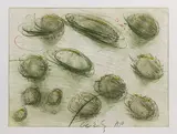 Dale Chihuly, Untitled, Etching