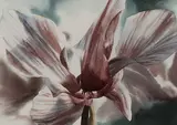 Variegated Cyclamen by Winifred Godfrey, Watercolor, offered Mar 2026