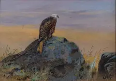 George Edward Lodge, Ornithological, Watercolor