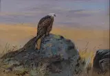 George Edward Lodge, Ornithological