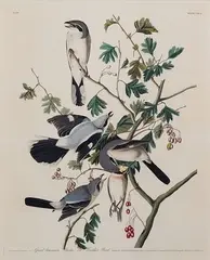 John James Audubon, Great American Shrike or Butcher Bird, Engraving