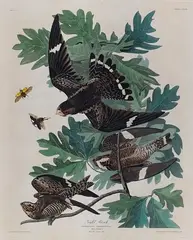 John James Audubon, Night Hawk, Engraving