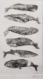 David Lazarus, 6 Whales, Etching