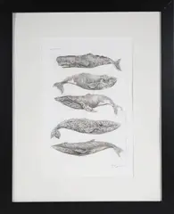 David Lazarus, Five Whale Species, Etching