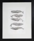 David Lazarus, Five Whale Species, Etching
