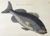 Mark Catesby, Venenosa Punctata, Engraving