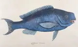Mark Catesby, Novacula Caerulea, Engraving