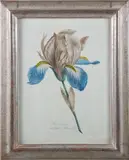 Iris Susiana by German Stipple, circa 1800, Engraving, offered Aug 2025