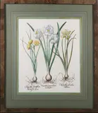 Narciffus Maior Flore by Basiluis Besler, Engraving, offered Aug 2025