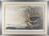 John James Audubon, Long Billed Curlew (City of Charleston) Hand Colored, Lithograph