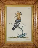 Johann Jakob Haid, The Hoopoe, Engraving