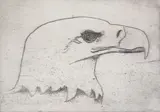 Limited Edition, Bald Eagle, circa 1970, Etching
