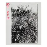 Daidō Moriyama, A Journey to Nakaji, 4 (Wheat Grasses)