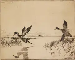 Frank Benson, Pair of Pintails, drypoint, 1930