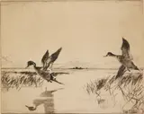 Frank Benson, Pair of Pintails, drypoint, 1930