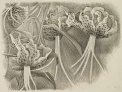 Jean Charlot, Tiger Lilles, lithograph, 1934