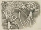 Jean Charlot, Tiger Lilles, lithograph, 1934