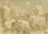 Theodore Waddell, Horses, etching in color