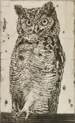 Ralph Woehrman, Spotted Eagle Owl, etching