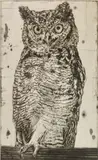 Ralph Woehrman, Spotted Eagle Owl, etching