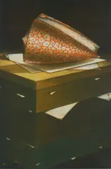 Michel Estebe, Coquillage mezzotint in colors, 2010, mezzotint