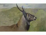 Wilhelm Kuhnert, Deer 1905