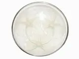 Volubilis Bowl 1921 by René Lalique, 1860, coppa in vetro pressato opalescente, offered Mar 2018