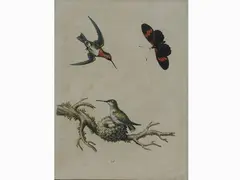 George Edwards, Birds, 1694, set of thirteen engravings