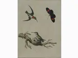 George Edwards, Birds, 1694, set of thirteen engravings